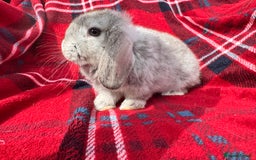 Mini Lop rabbits for sale: Mini lop mixed litter looking for forever homes  - Image 2