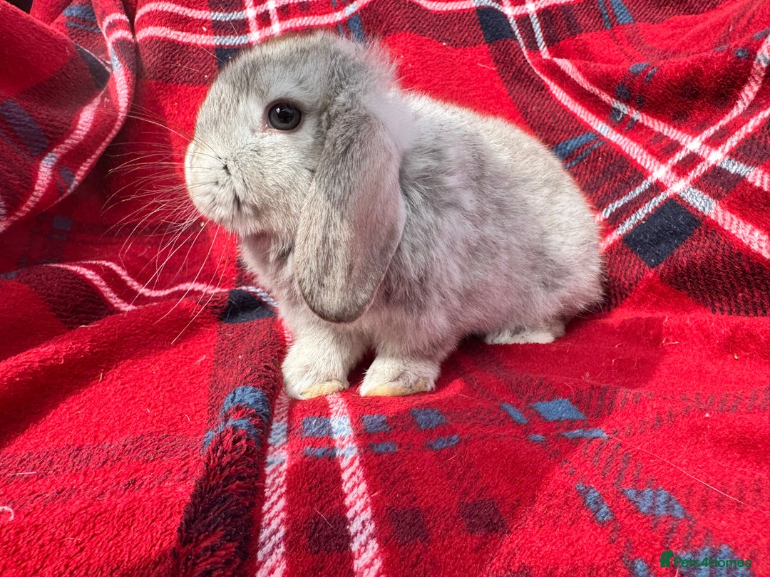 Mini Lop rabbits for sale: Mini lop mixed litter looking for forever homes  - Image 2