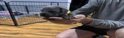 Staffordshire Bull Terrier dogs for sale: Full DNA health tested Staffie puppies - Advert 3