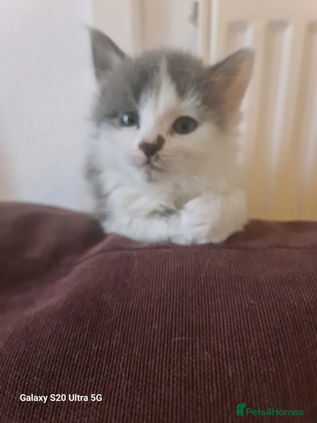 Siberian cats for sale: Kittens - Advert 24