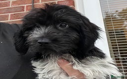 Cockapoo dogs for sale: F1b beautiful girl  - Image 10
