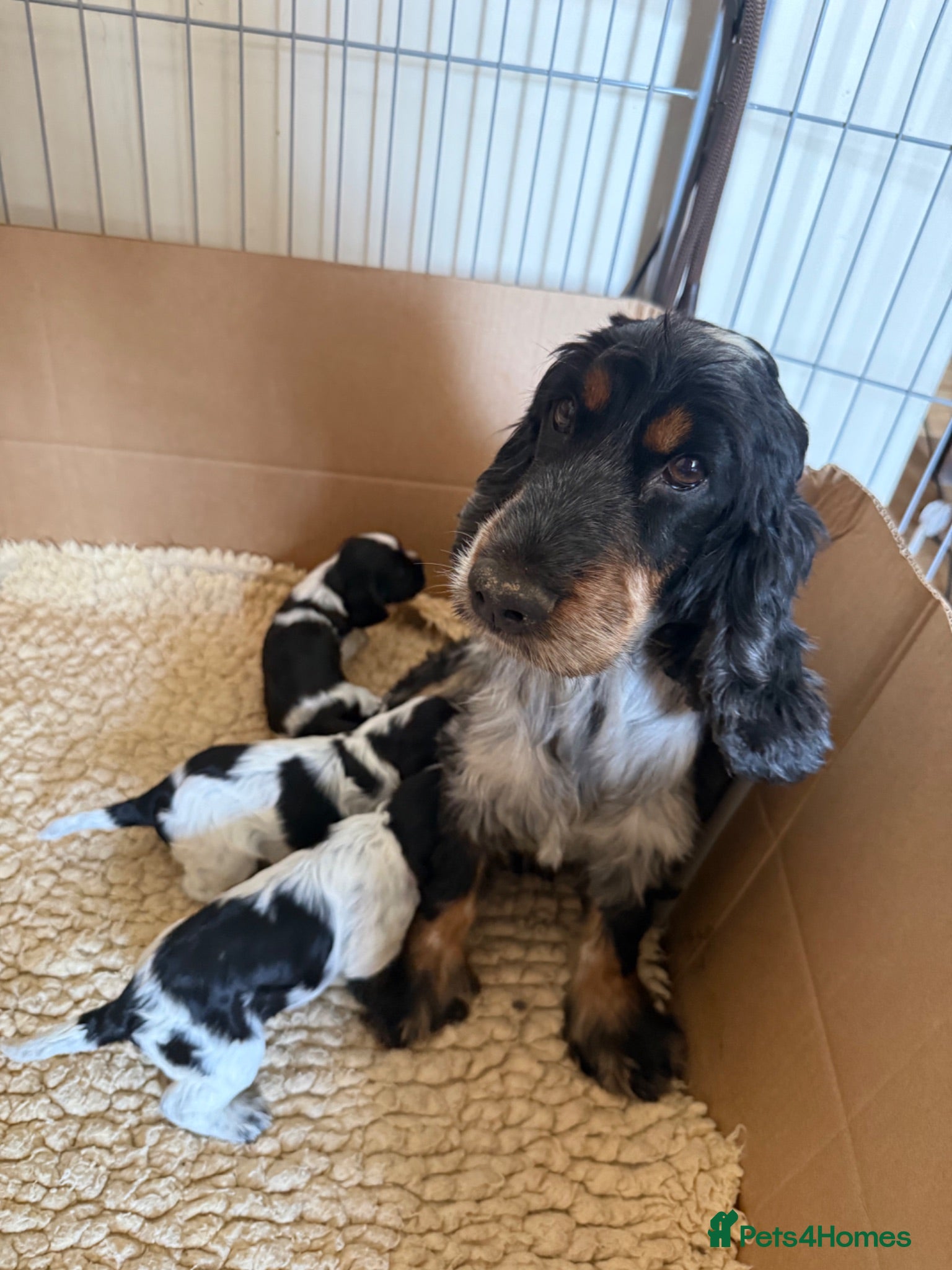 Cocker Spaniel dogs 3 Blue Roan Show Cockers - Advert 1