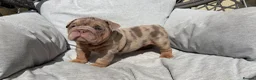 English Bulldog dogs for sale: English Bulldog Puppies - Advert 24