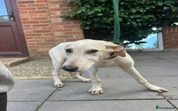 Mixed Breed dogs for adoption: Cheddar - Norwich Norfolk  - Image 14