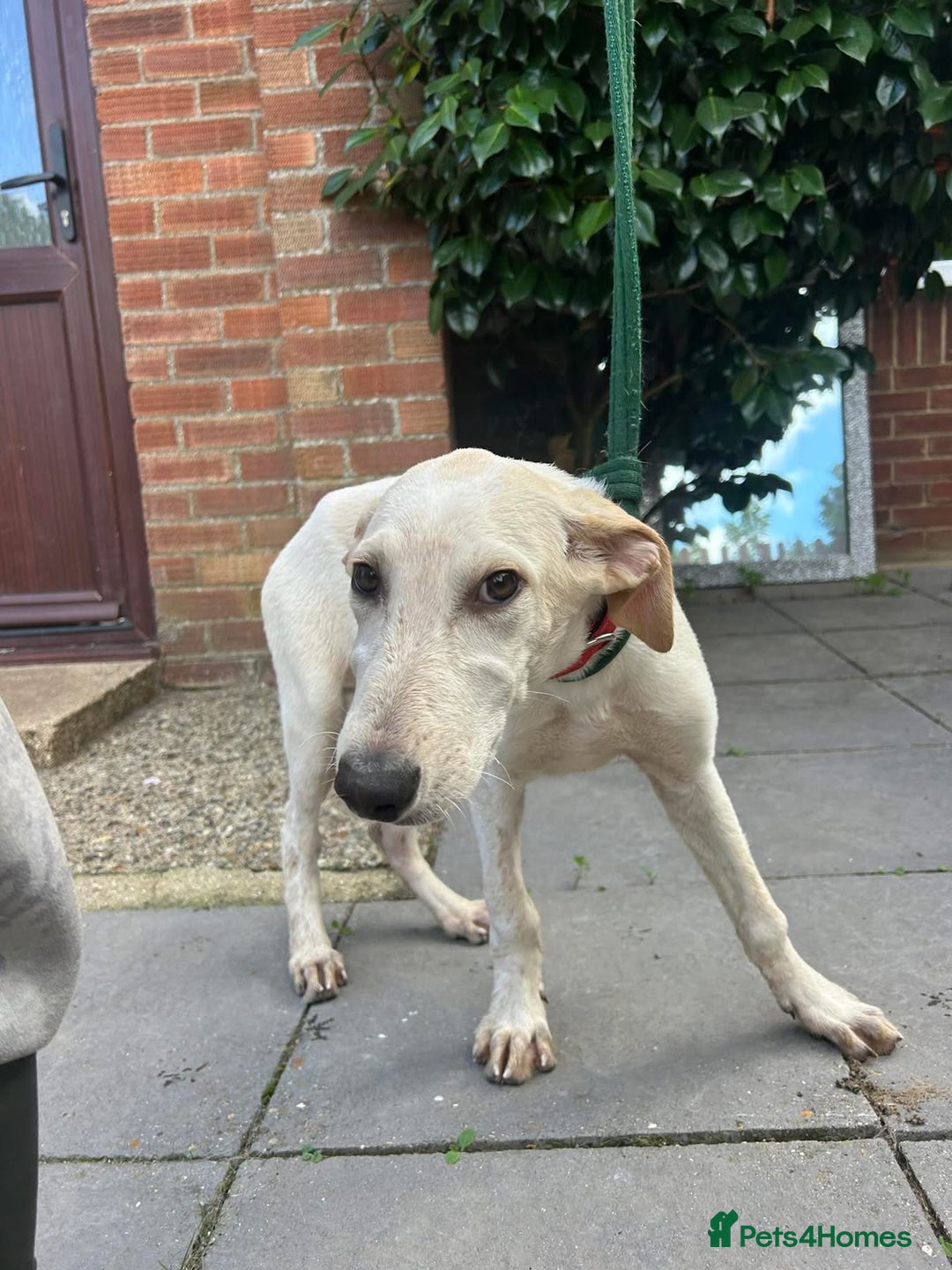 Mixed Breed dogs for adoption: Cheddar - Norwich Norfolk  - Image 14