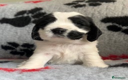 Cocker Spaniel dogs for sale: Show Cocker Puppies (KC Reg, AMS, PRA & FN CLEAR) - Image 28