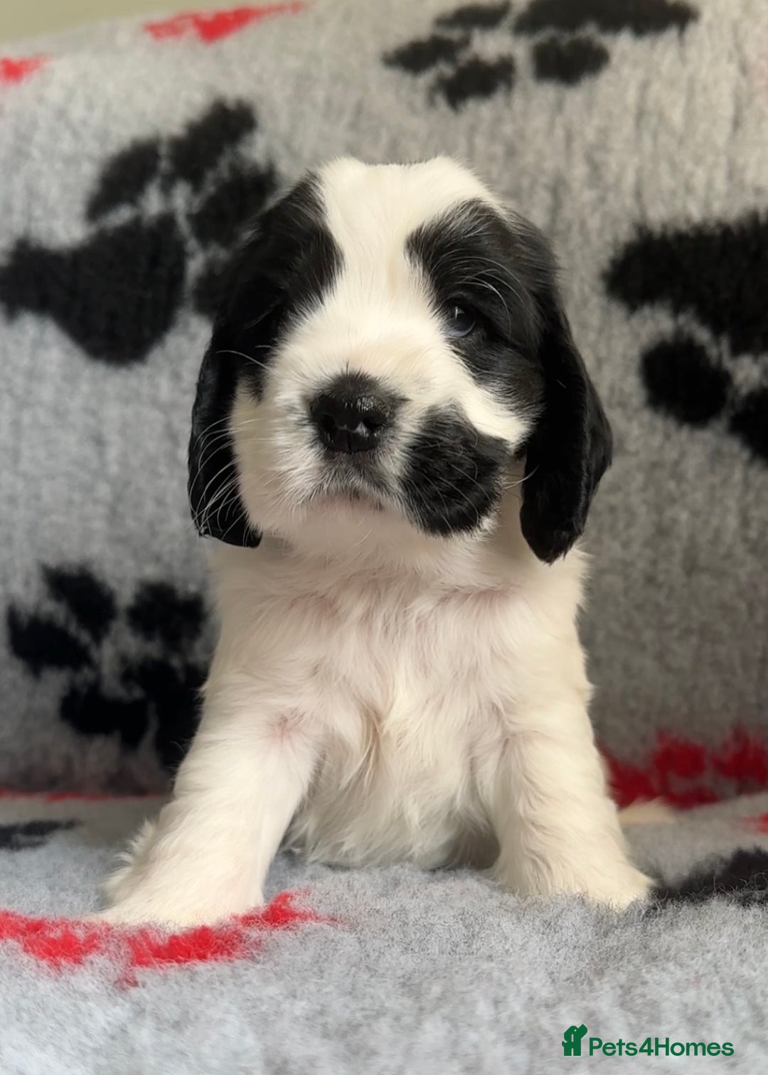 Cocker Spaniel dogs for sale: Show Cocker Puppies (KC Reg, AMS, PRA & FN CLEAR) - Image 28