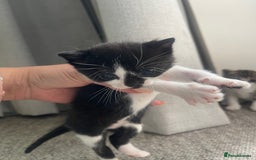 Mixed Breed cats for sale: Kittens for sale - Image 4