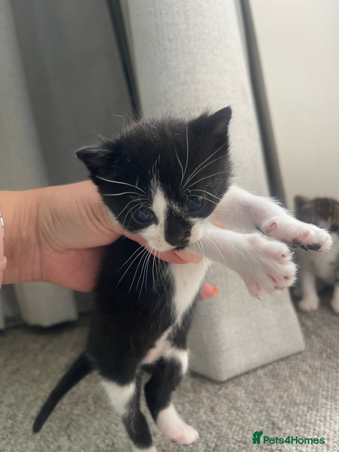 Mixed Breed cats for sale: Kittens for sale - Image 4