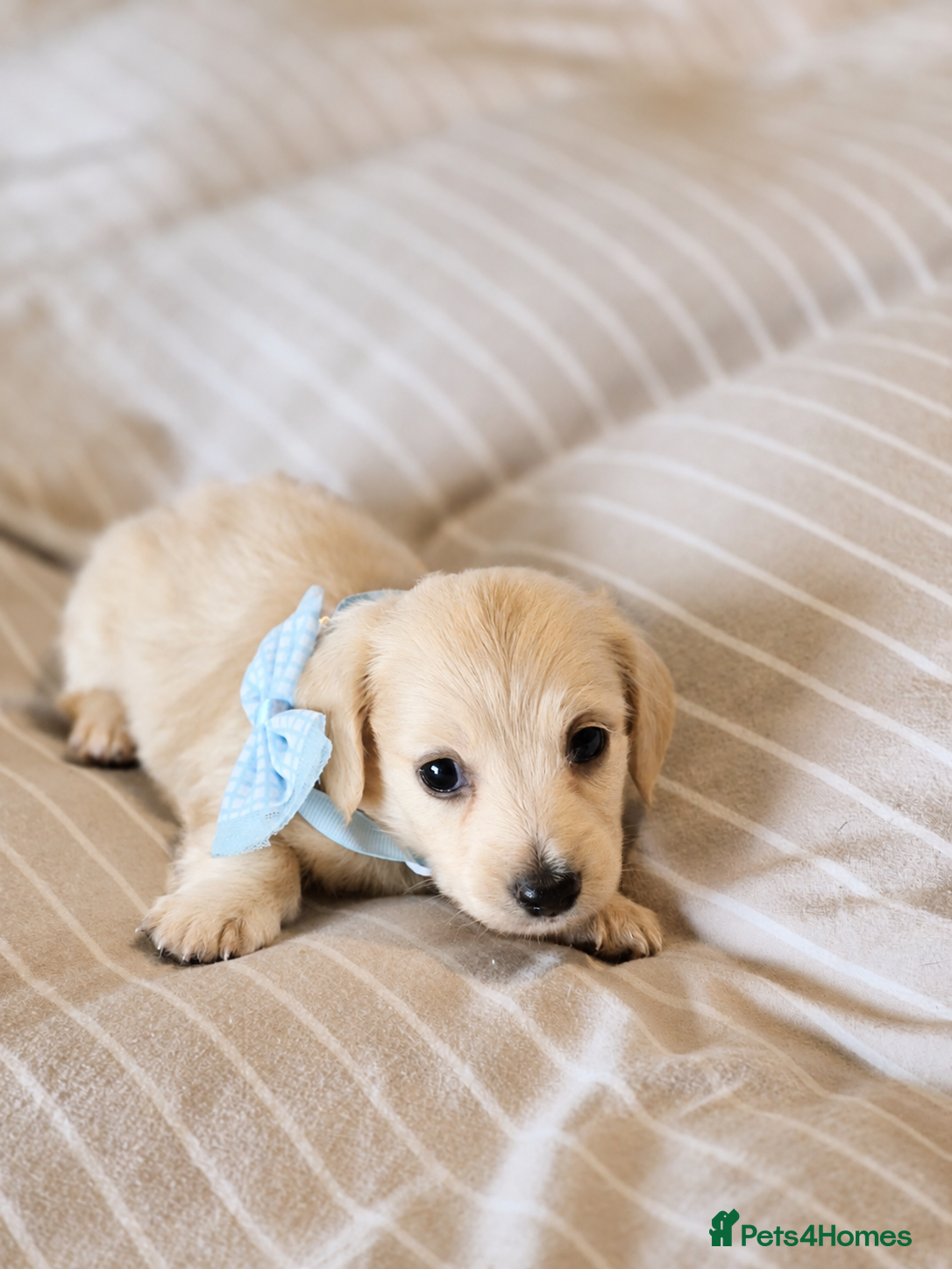Miniature Dachshund dogs Cream Long Haired Pups KC - Advert 2