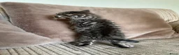 Mixed Breed cats for sale: Grey and black striped kittens For Sale - Advert 4