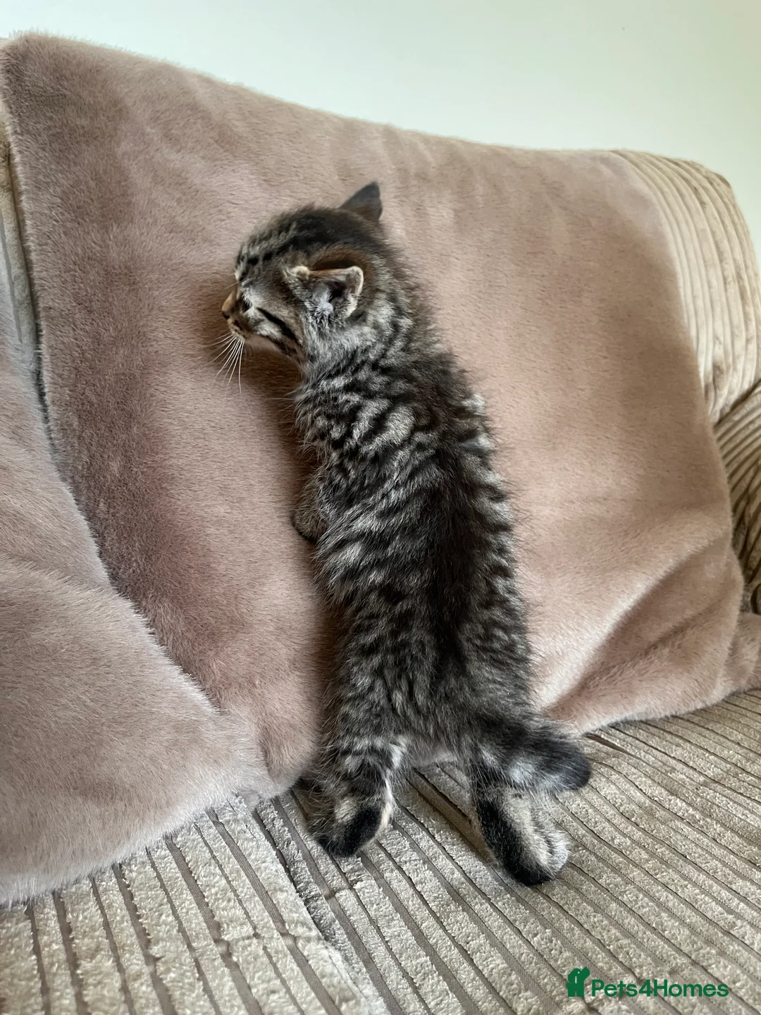 Mixed Breed cats for sale: Grey and black striped kittens For Sale - Advert 4