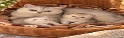 Scottish Fold cats for sale: stunning Scottish Fold and  Straight kittens - Advert 11