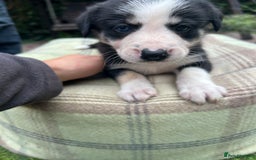 Border Collie dogs for sale: Border Collie - Image 10