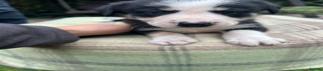 Border Collie Puppy 5