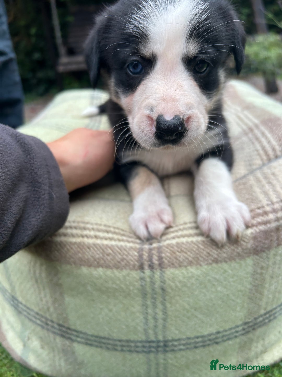 Border Collie dogs for sale: Border Collie - Image 10