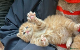 Ragdoll cats for sale: Tabby Ragdoll Kittens ❤️‍🔥 - Advert 7