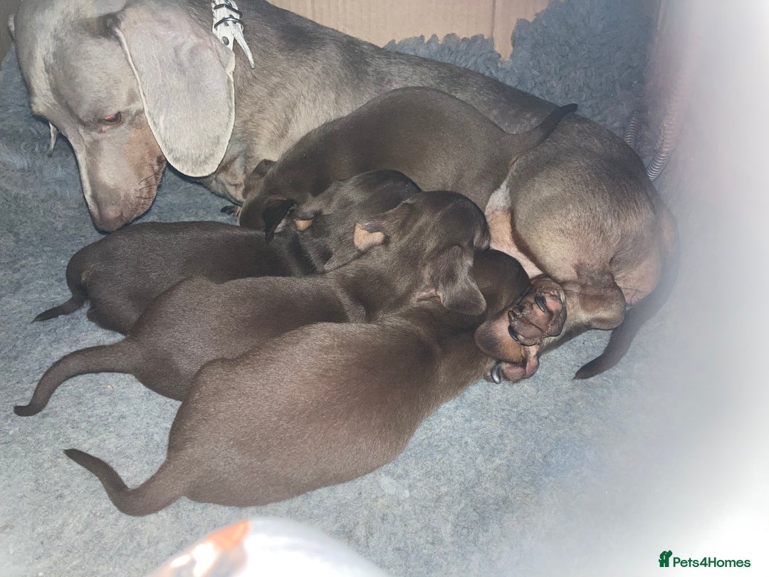 Miniature Dachshund dogs for sale: Miniature dachshund puppies for sale - Image 9