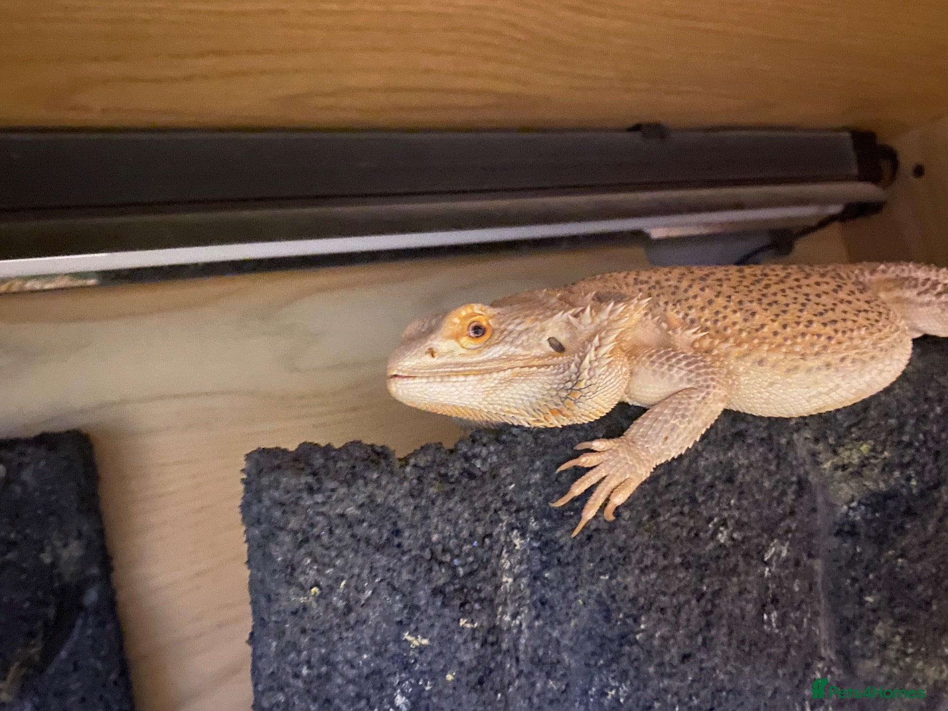 Bearded Dragon reptiles Bearded dragon free with the vivarium all included - Advert 1