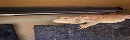 Bearded Dragon reptiles for sale: Bearded dragon free with the vivarium all included in Aberdeen - Advert 1