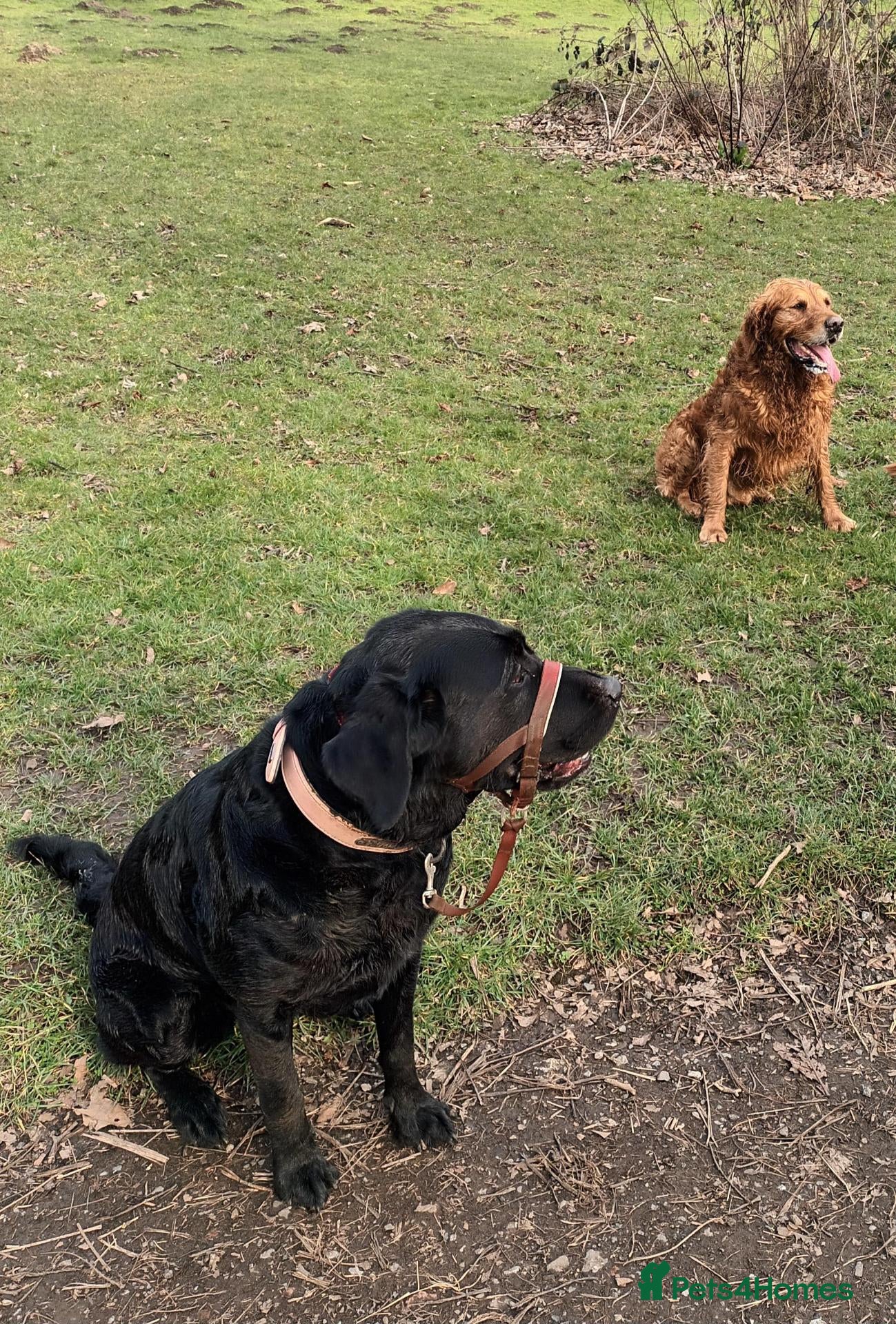 Goldador dogs for sale: Absolutely stunning Goldador puppies - Advert 2