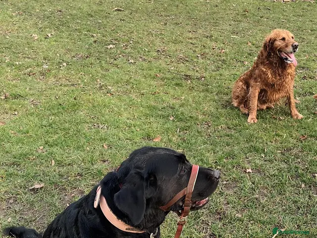 Goldador dogs for sale: Absolutely stunning Goldador puppies - Advert 2