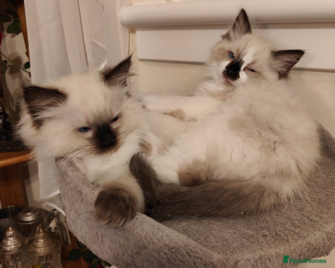 Ragdoll cats for sale: Ragdoll - Image 5