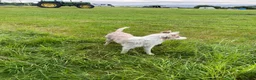 Border Collie dogs for sale: 6 Beautiful Red Merle puppies  - Advert 38