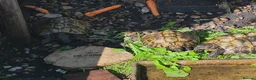 Tortoise reptiles for sale: 5 X Adult Hermann Tortoises  - Advert 6