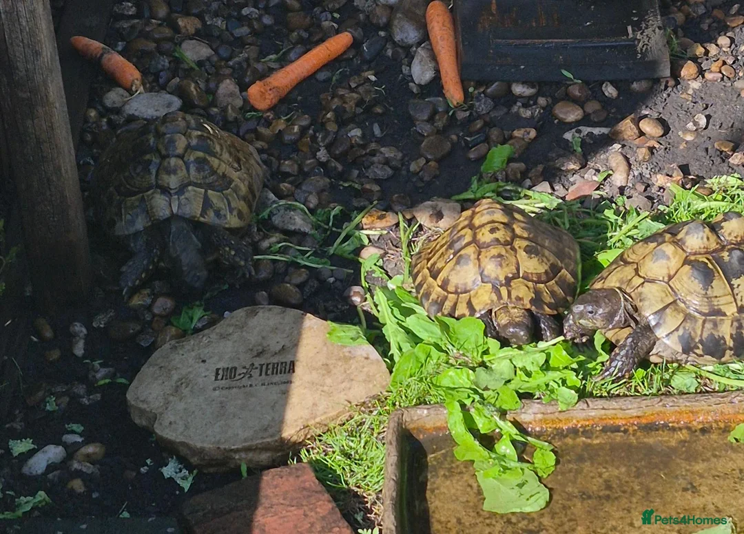 Tortoise reptiles for sale: 5 X Adult Hermann Tortoises  - Advert 6