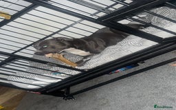 Staffordshire Bull Terrier dogs for sale: Blue  - Image 2