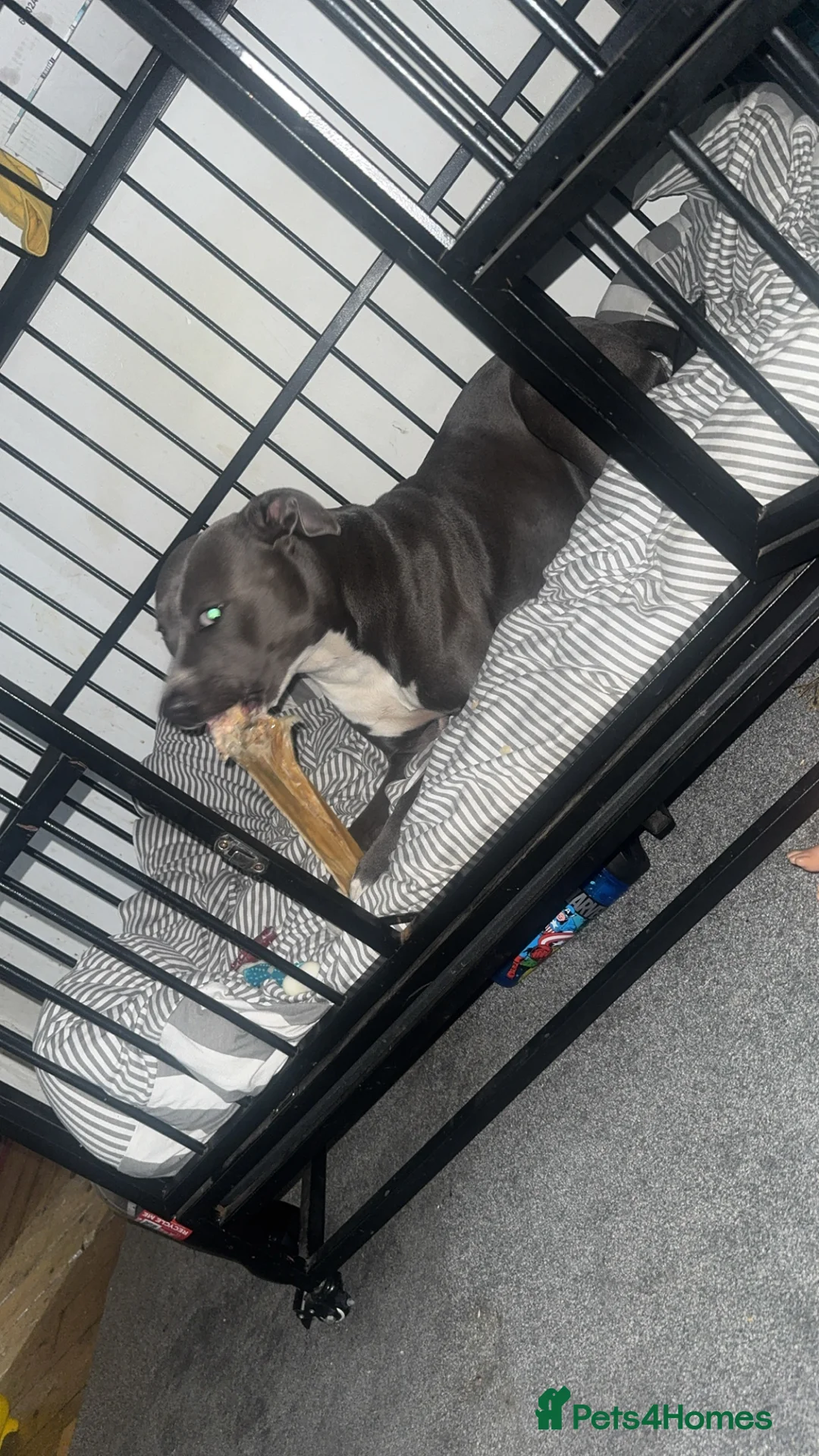 Staffordshire Bull Terrier dogs for sale: Blue  - Advert 2