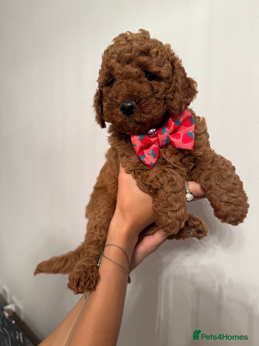 Poochon dogs for sale: Poochon puppies READY TO LEAVE 🐶  - Image 15
