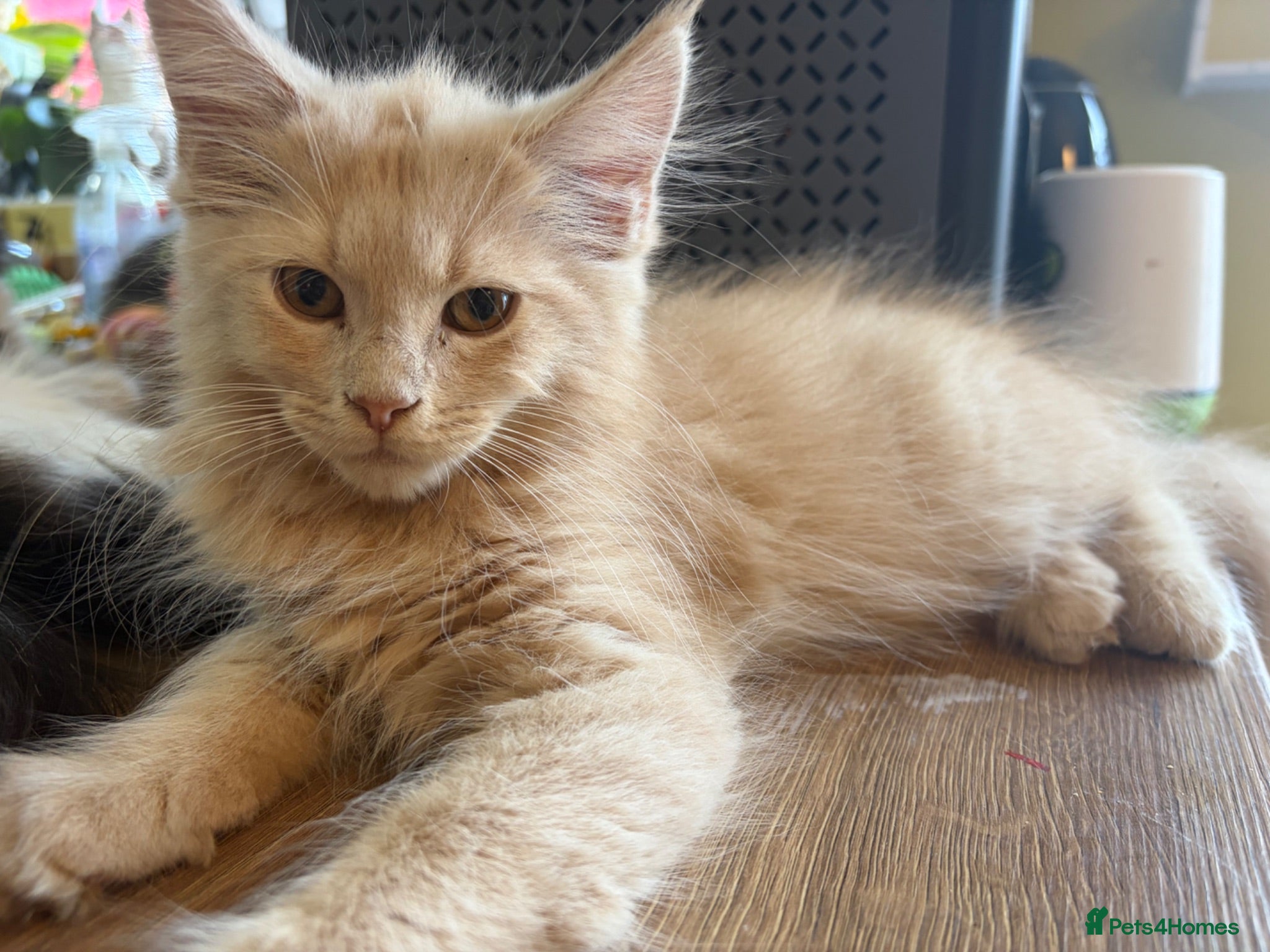 Maine Coon cats Gorgeous ChampionRussian line XL Mainecoon kittens - Advert 1