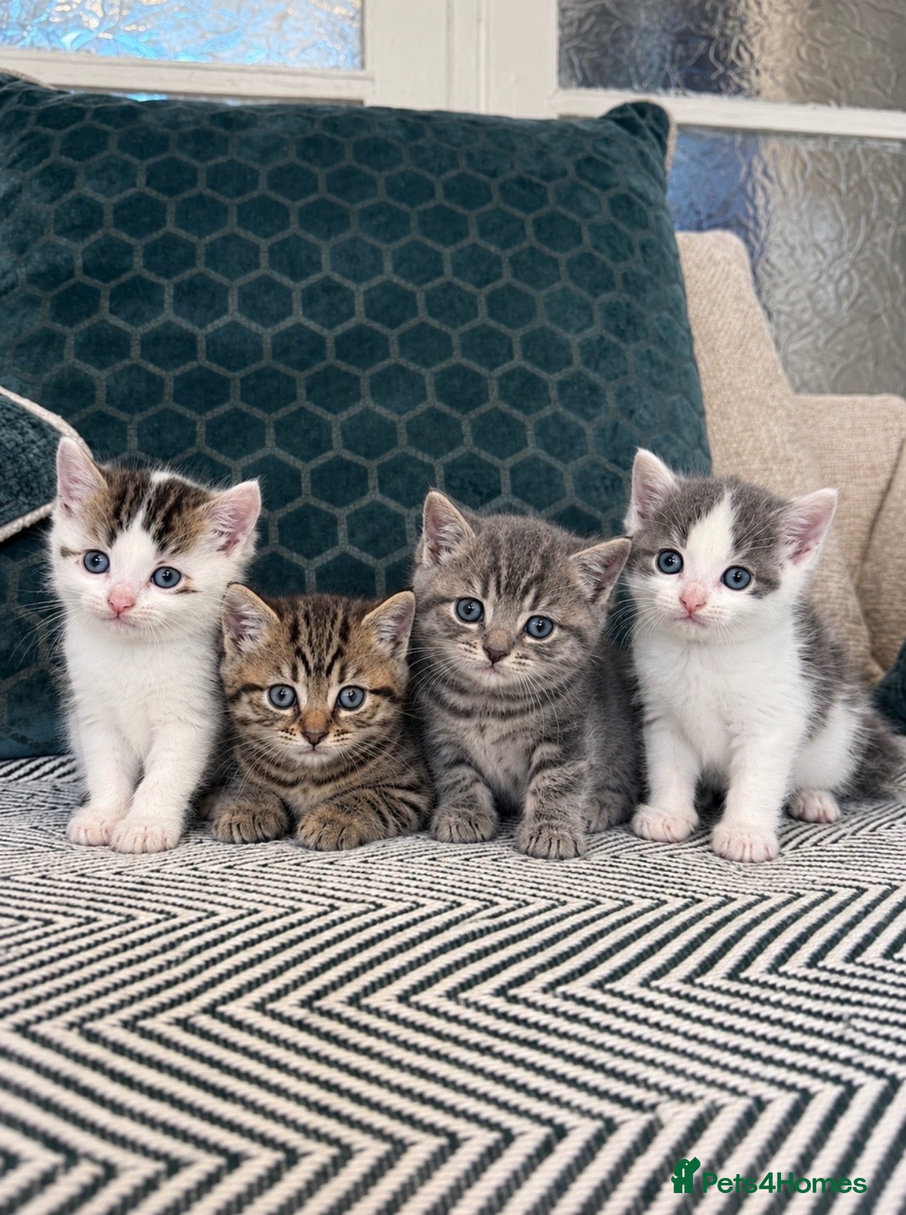 Mixed Breed cats Mixed breed kittens 🐱🤎 - Advert 1