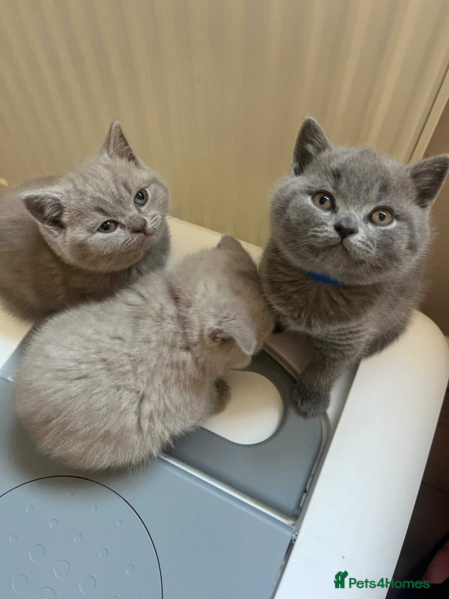 British Shorthair cats Lilac and blue British Shorthairs GCCF registered - Advert 1