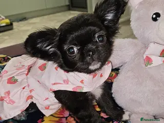 Chihuahua dogs Bow, long haired apple head chihuahua - Advert 1