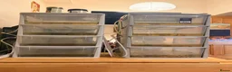 Frog reptiles for sale: Amazon milk frog tadpoles in Edinburgh - Advert 3