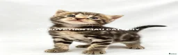 Egyptian Mau cats for sale: TICA reg SNOW LEOPARD EGYPTIAN MAU X BENGAL  - Advert 32