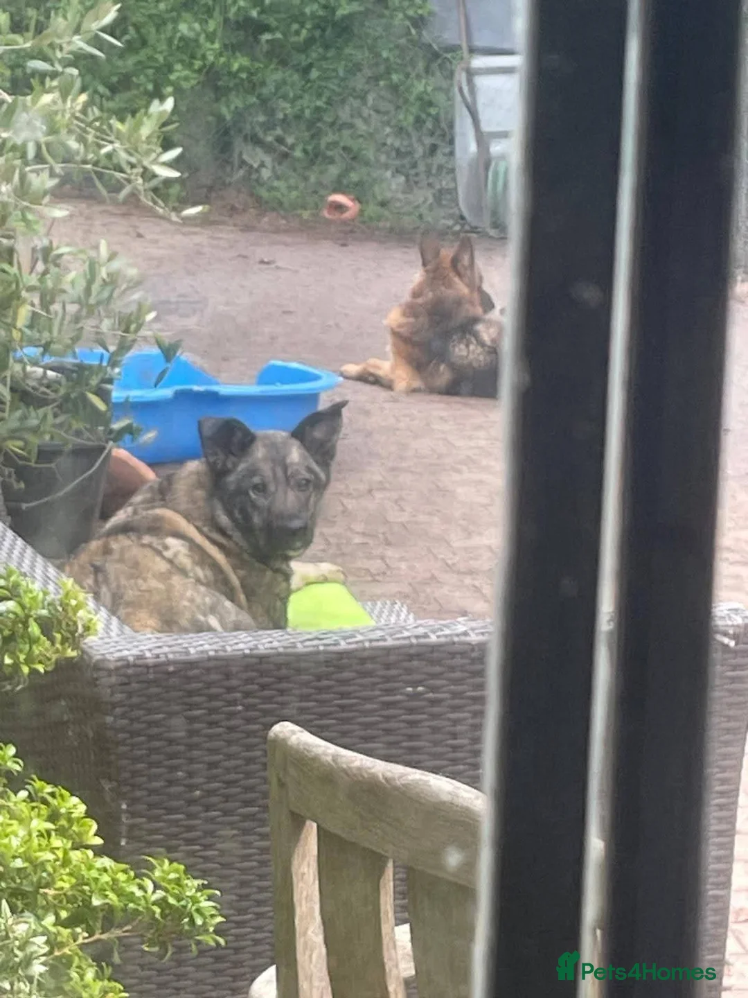 Mixed Breed dogs for adoption: Meet Rosa, currently residing in Guildford  in Guildford - Advert 6