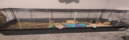 Guinea Pig rodents for sale: Pair of bonded male guinea pigs - Advert 5
