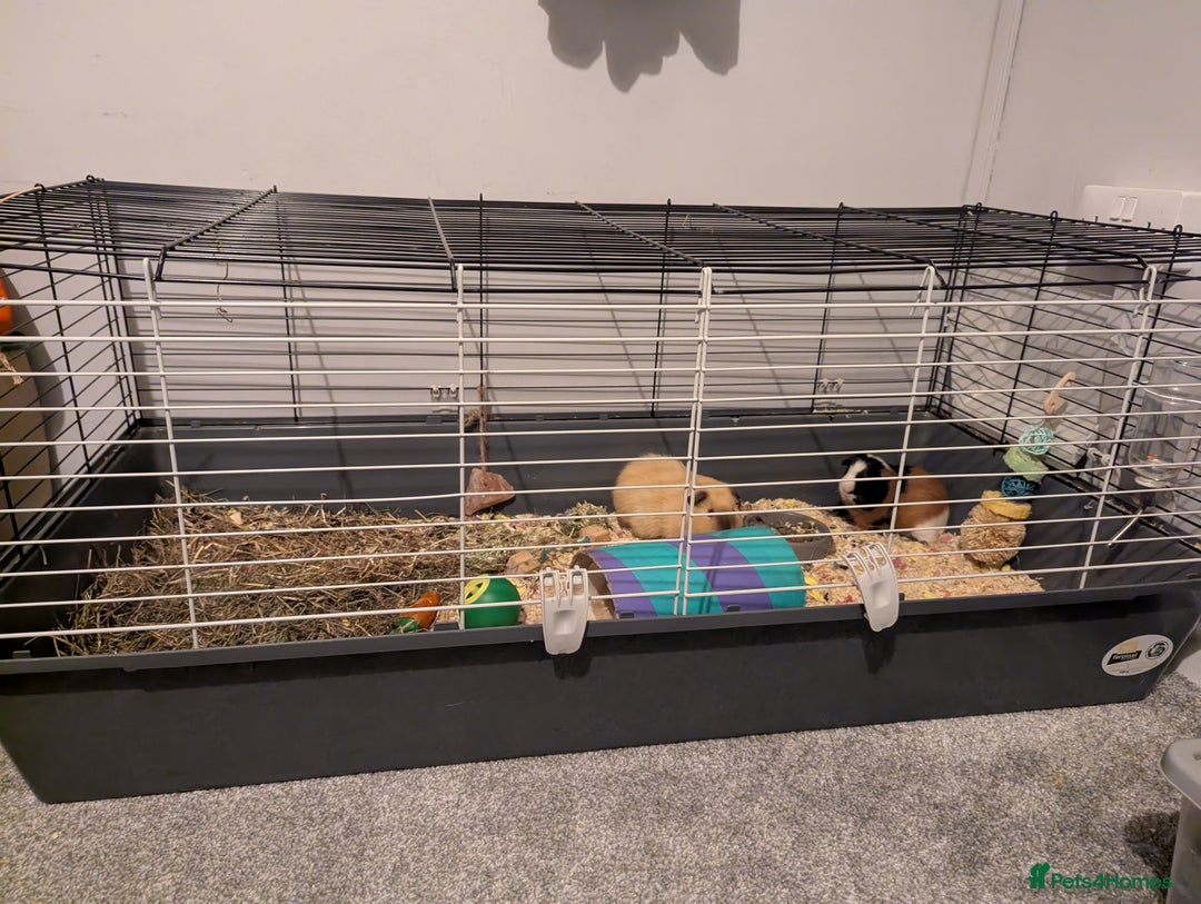 Guinea Pig rodents for sale: Pair of bonded male guinea pigs - Advert 5