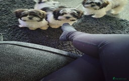 Zuchon dogs for sale: Shichon/zuchon puppies for sale  - Image 16