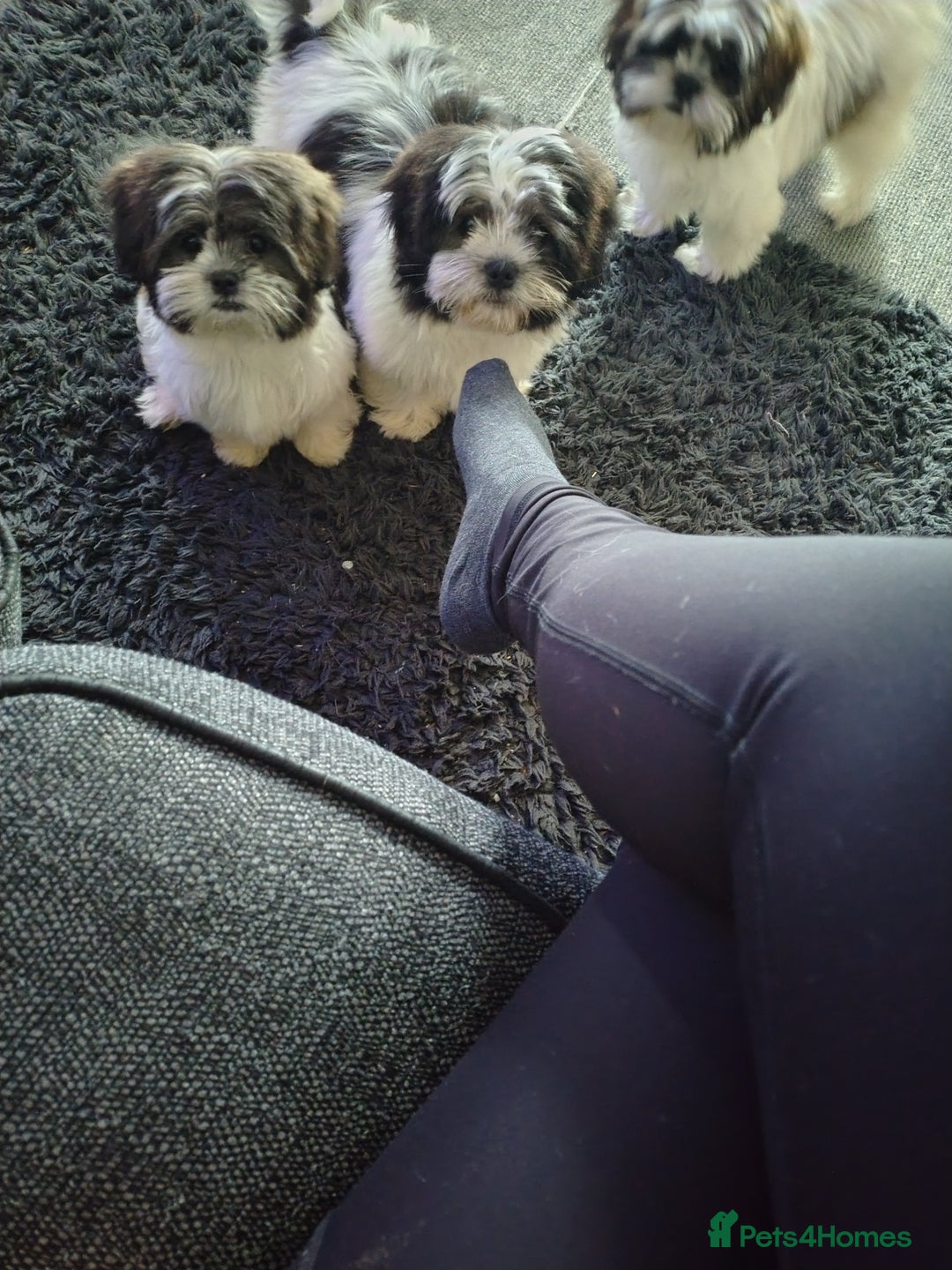 Zuchon dogs for sale: Shichon/zuchon puppies for sale  - Image 16