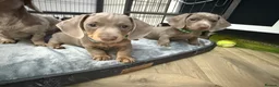 Miniature Dachshund dogs for sale: miniature daschunds puppies  - Advert 20