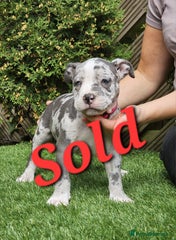American Bully Puppy 8