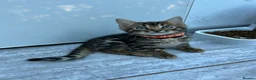 Bengal cats for sale: ❤️ Stunning Pure Bengal Kittens ❤️ - Advert 19