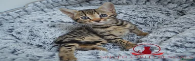 Bengal Kitten 6