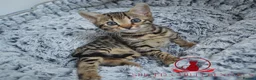 Bengal cats for sale: ✨️ CHAMPION TICA BENGAL KITTENS 🔥 - Advert 22