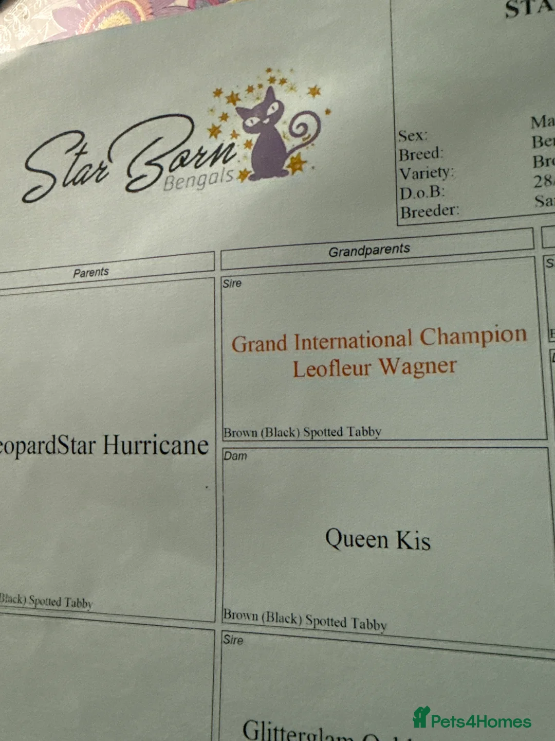 Bengal cats for stud: cat for mating. Bengal TICA - Advert 7